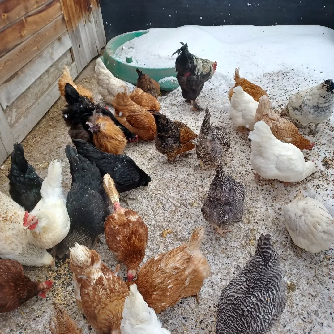 chickens playing around chicken coop