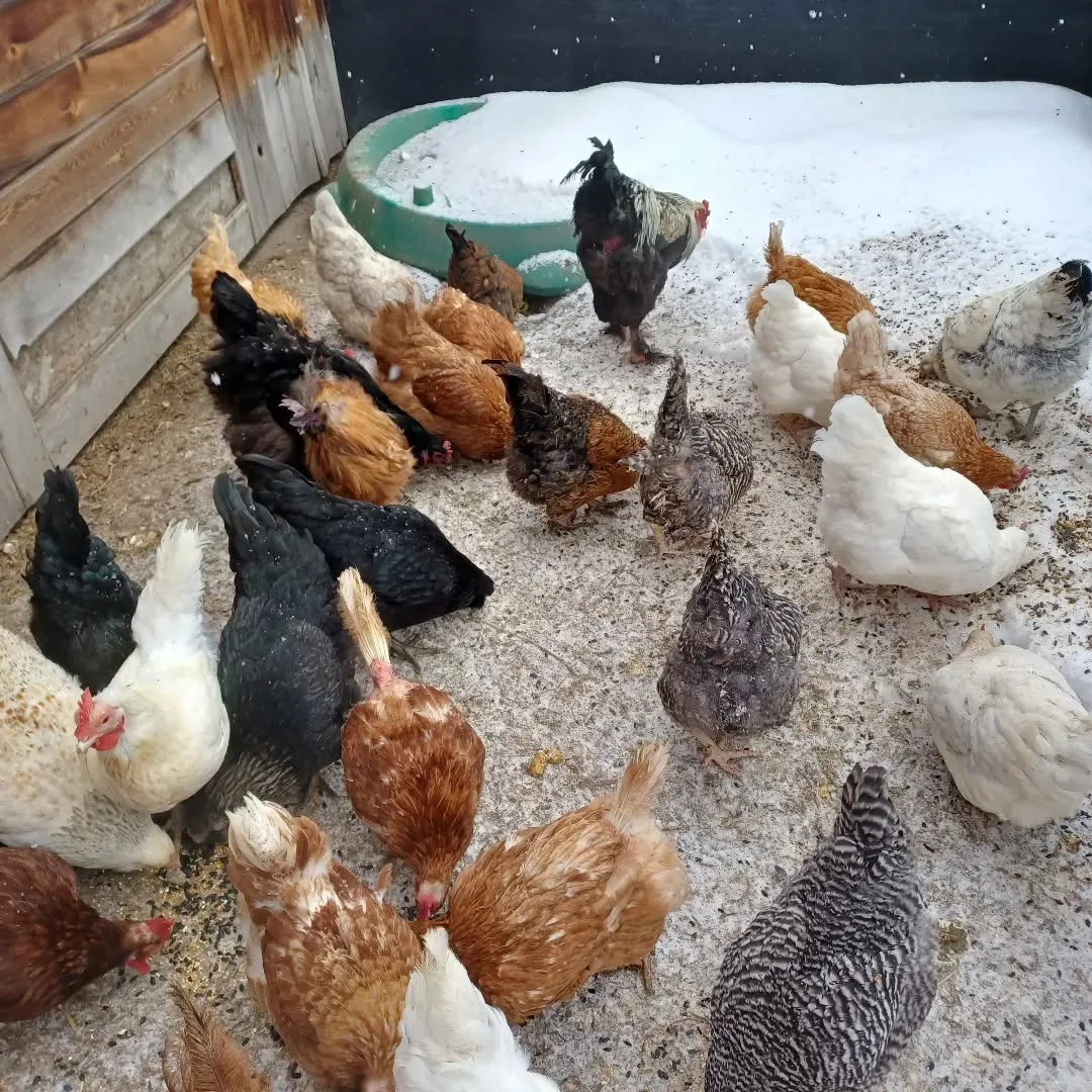chickens playing around chicken coop