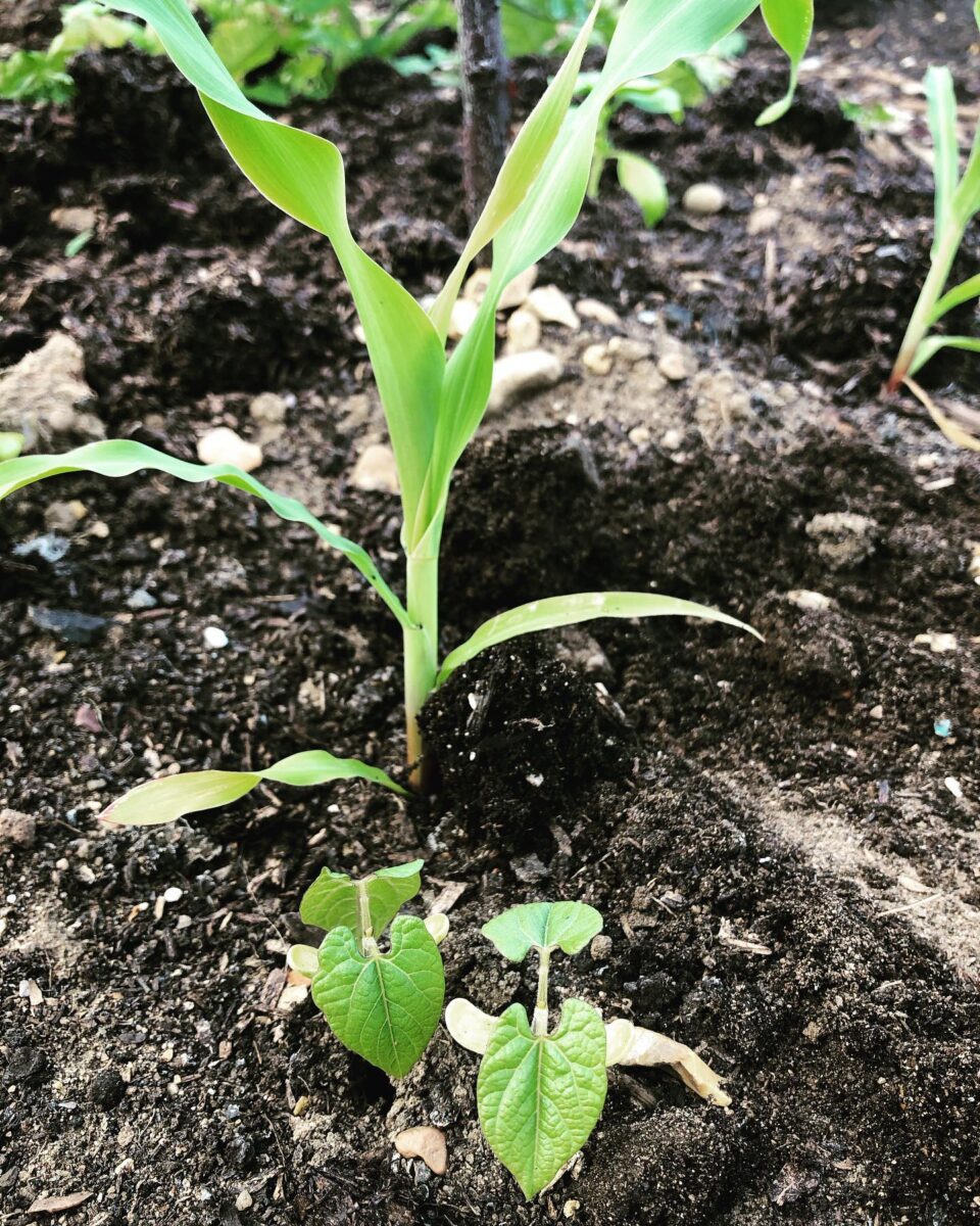 corn, beans, and squash plants