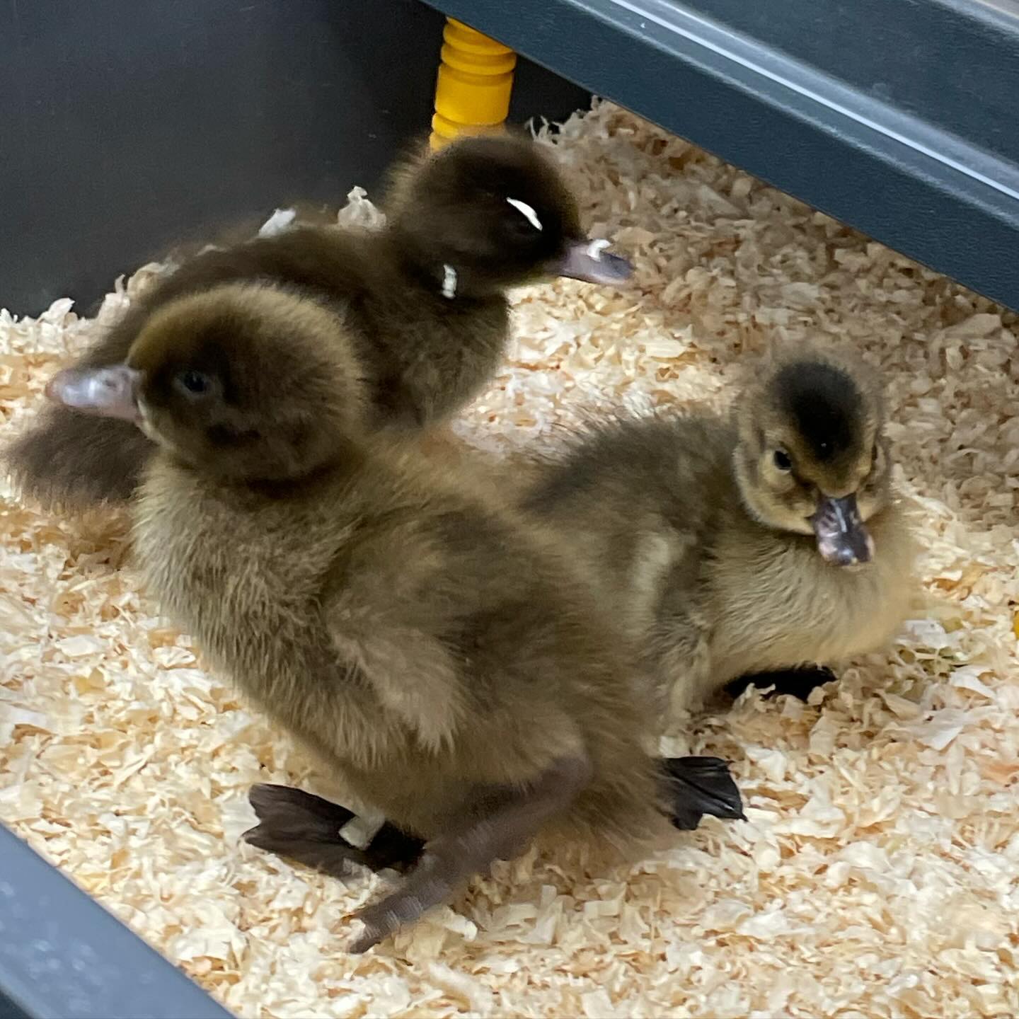 ducklings in brooder