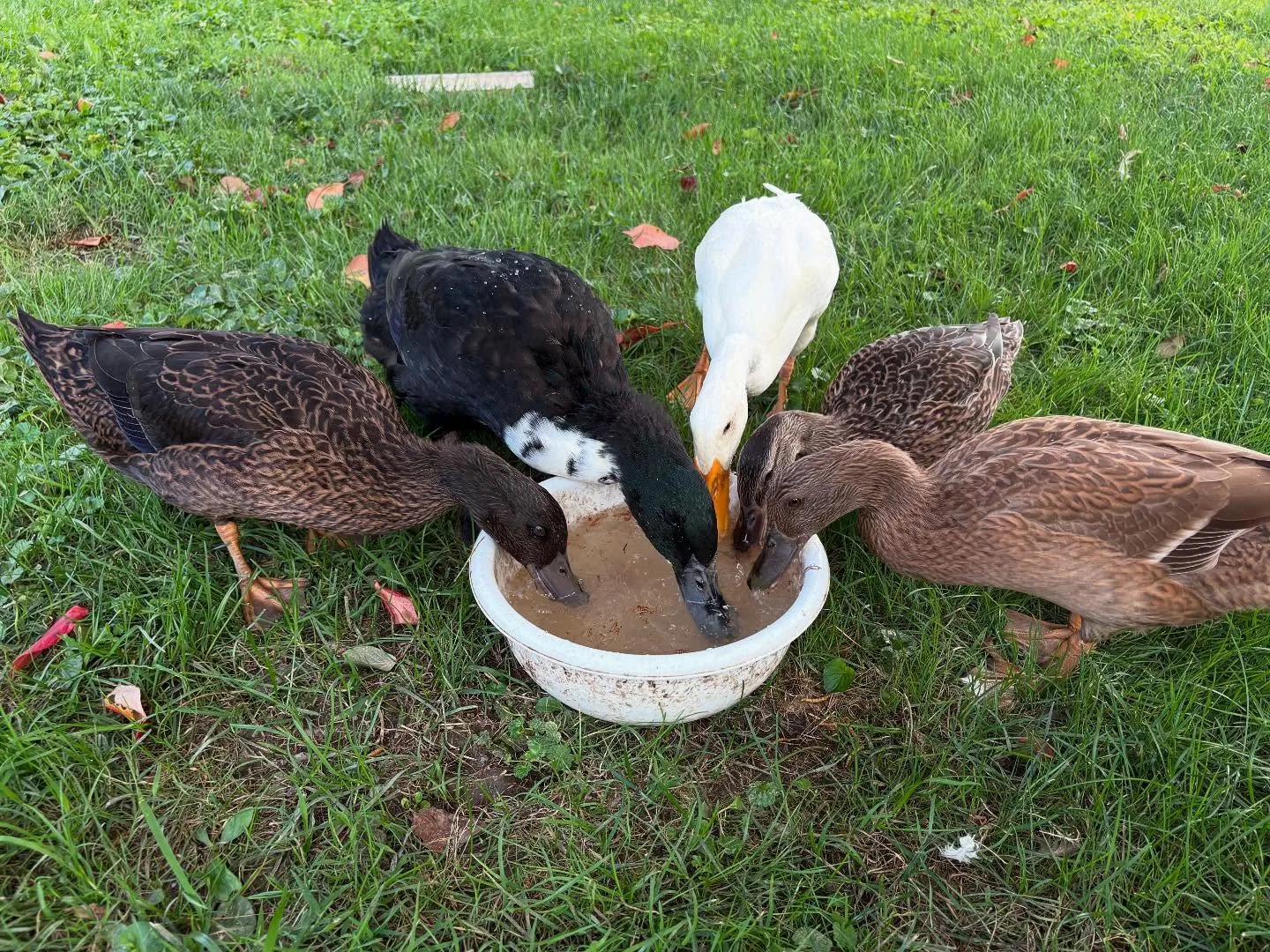 ducks drinking water outdoors