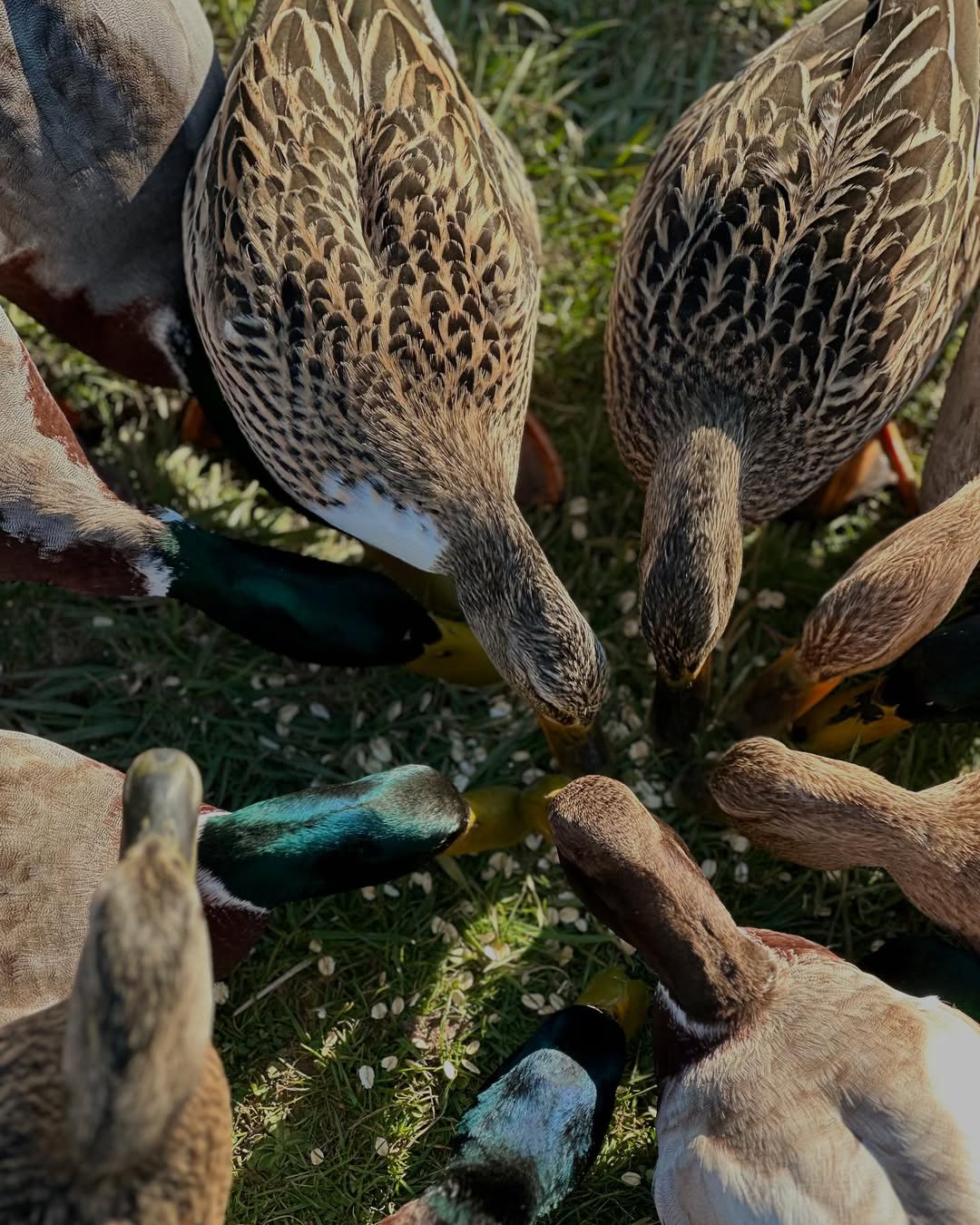 ducks eating grains on ground