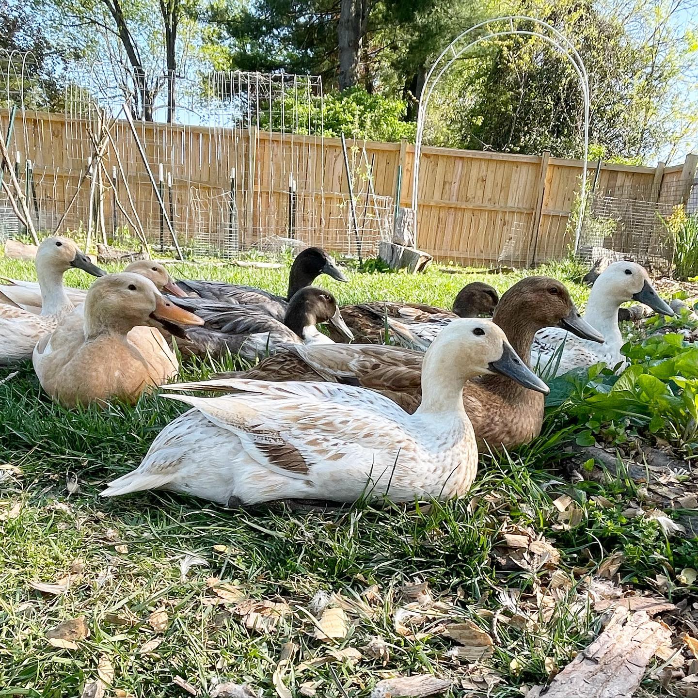 ducks in backyard