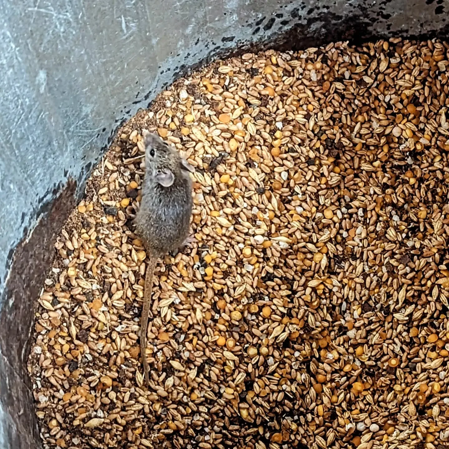mouse eating grains in coop