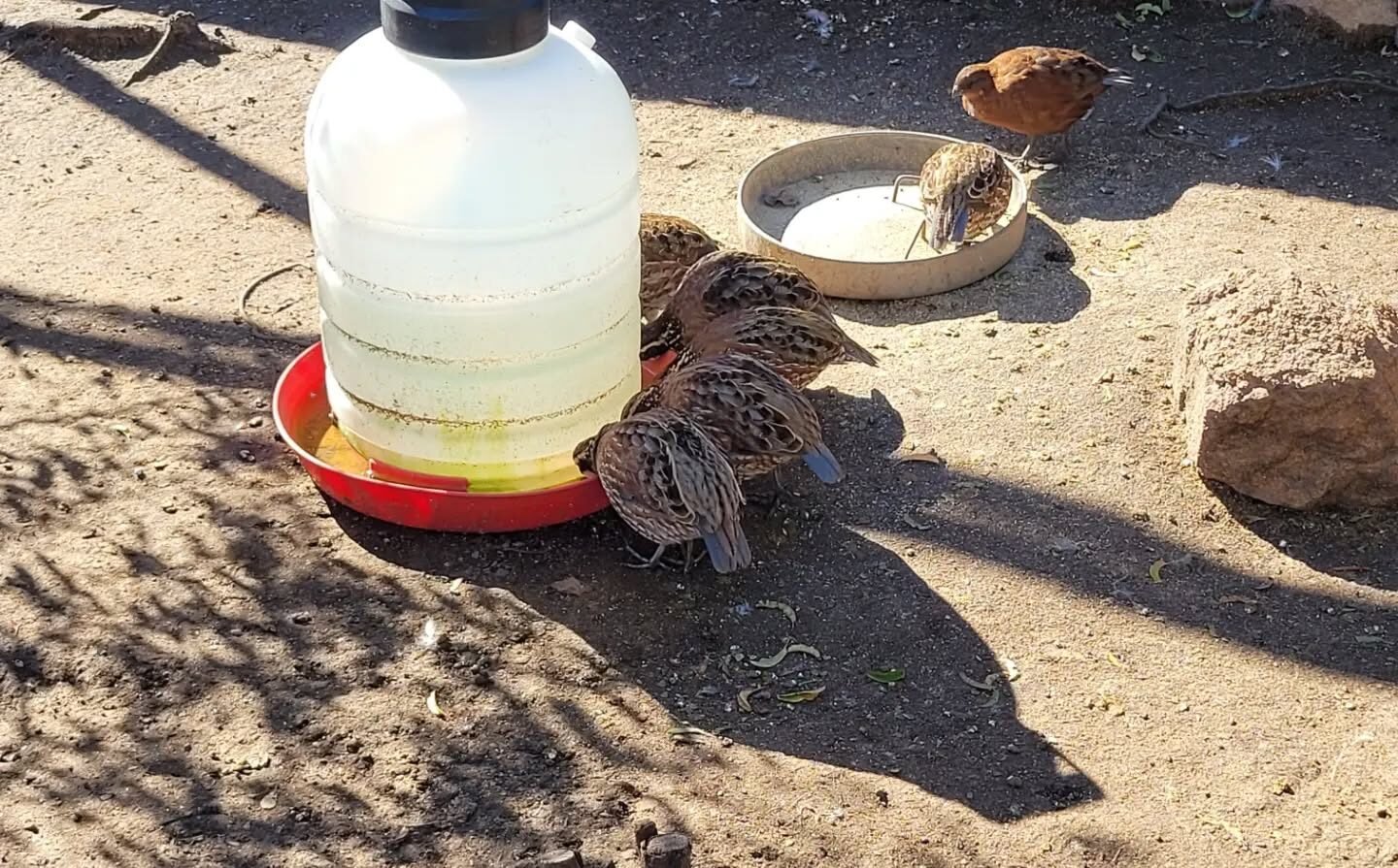 quails drinking water