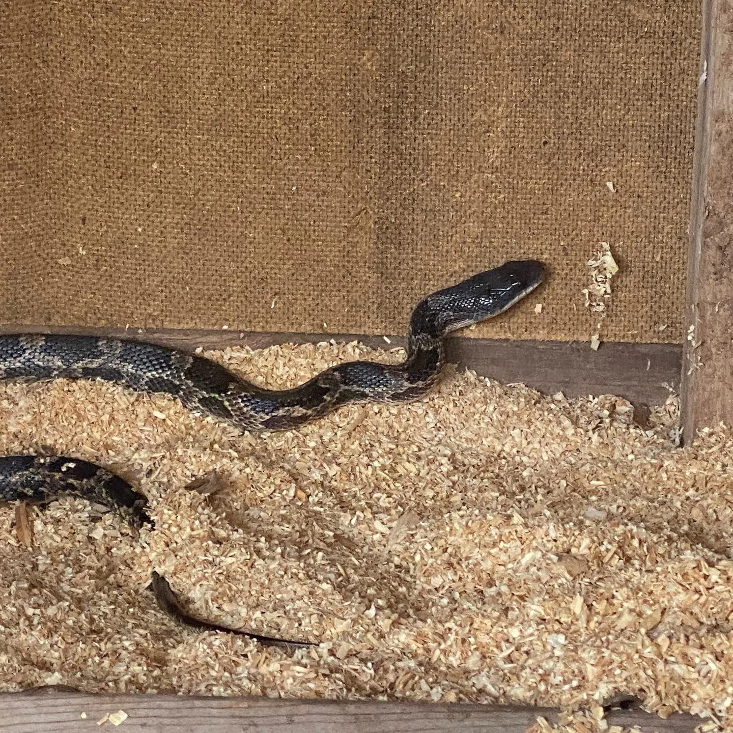 snake in chicken coop