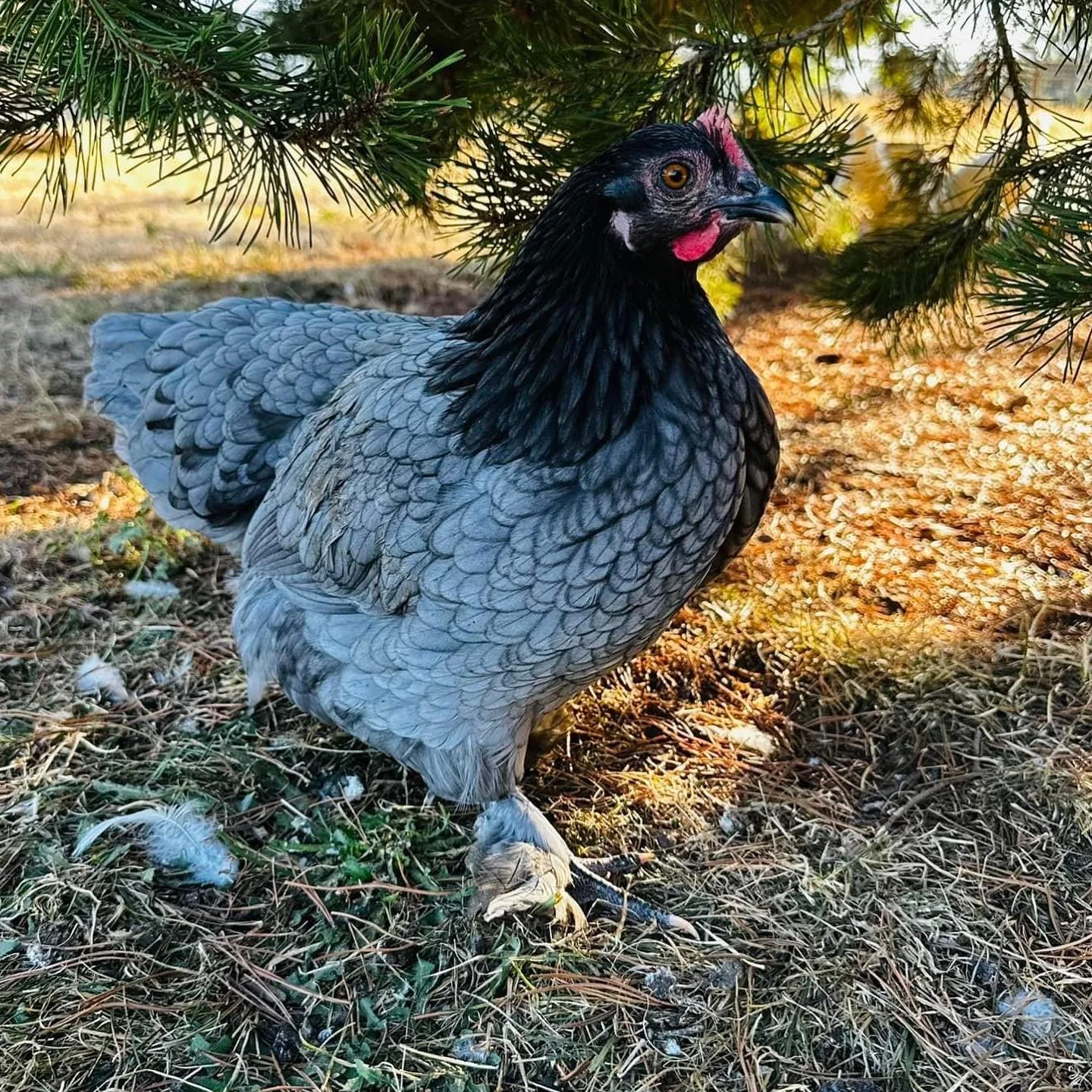 Andalusian hen outdoors