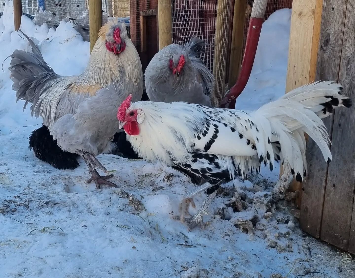 Appenzeller Spitzhauben rooster with flockmates