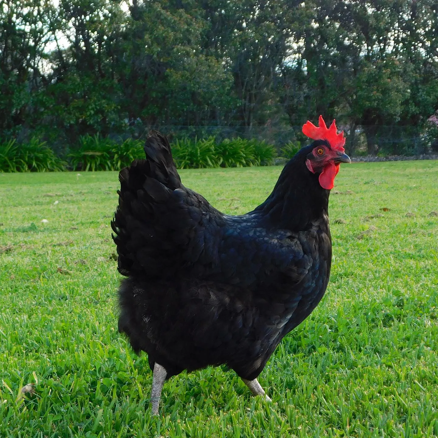 Australorp hen in meadow