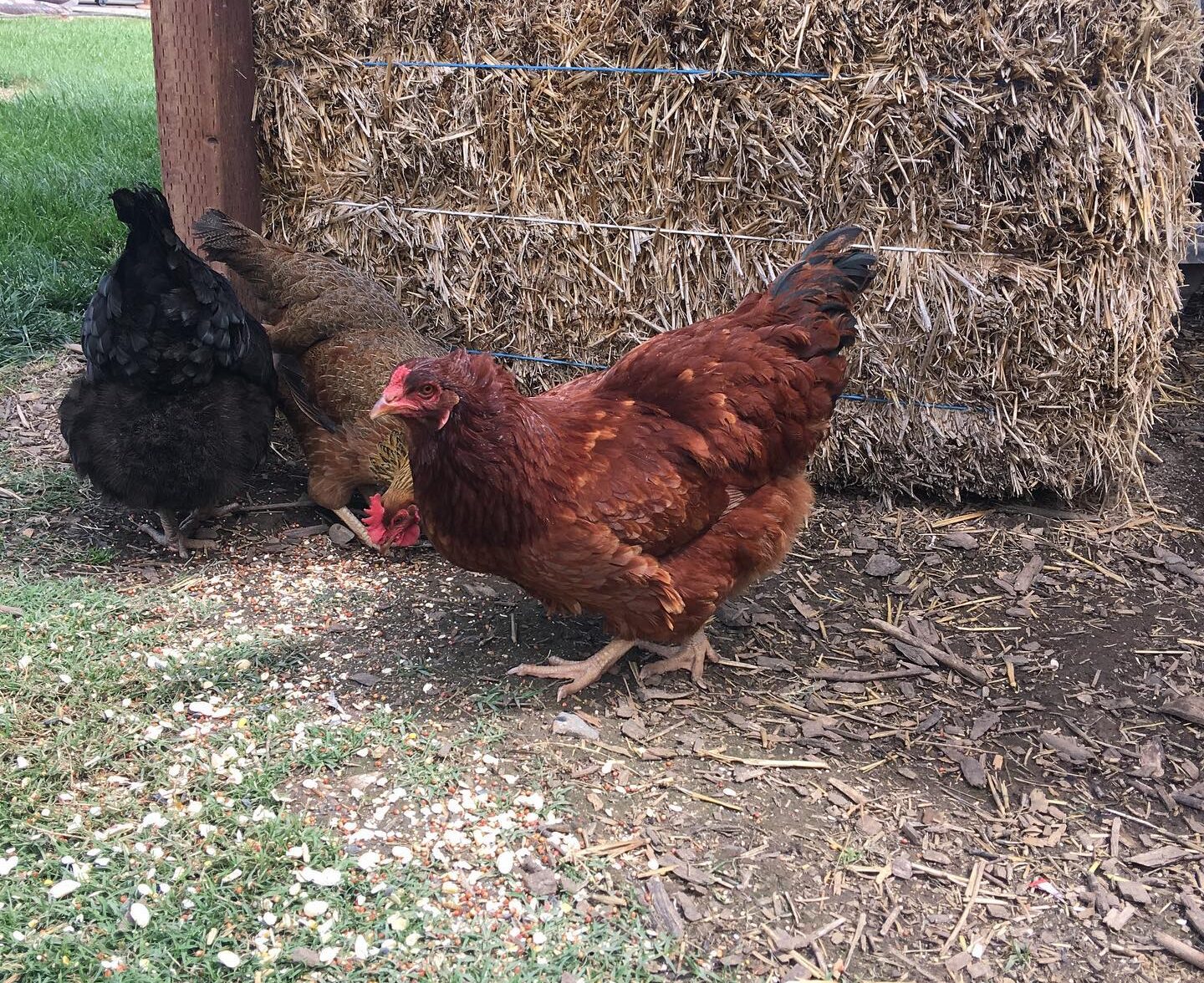 Buckeye hen with her flockmates