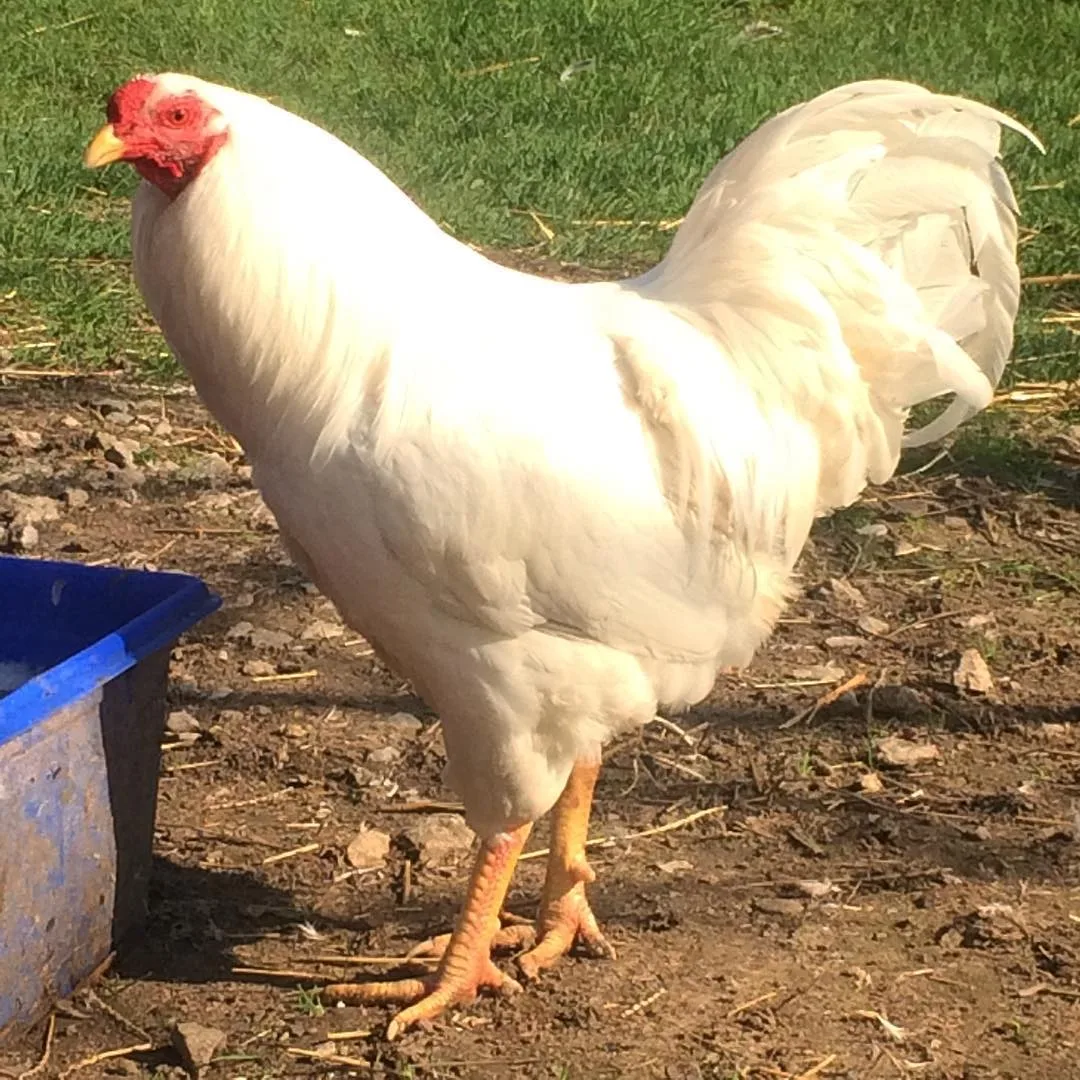 Chantecler chicken on homestead