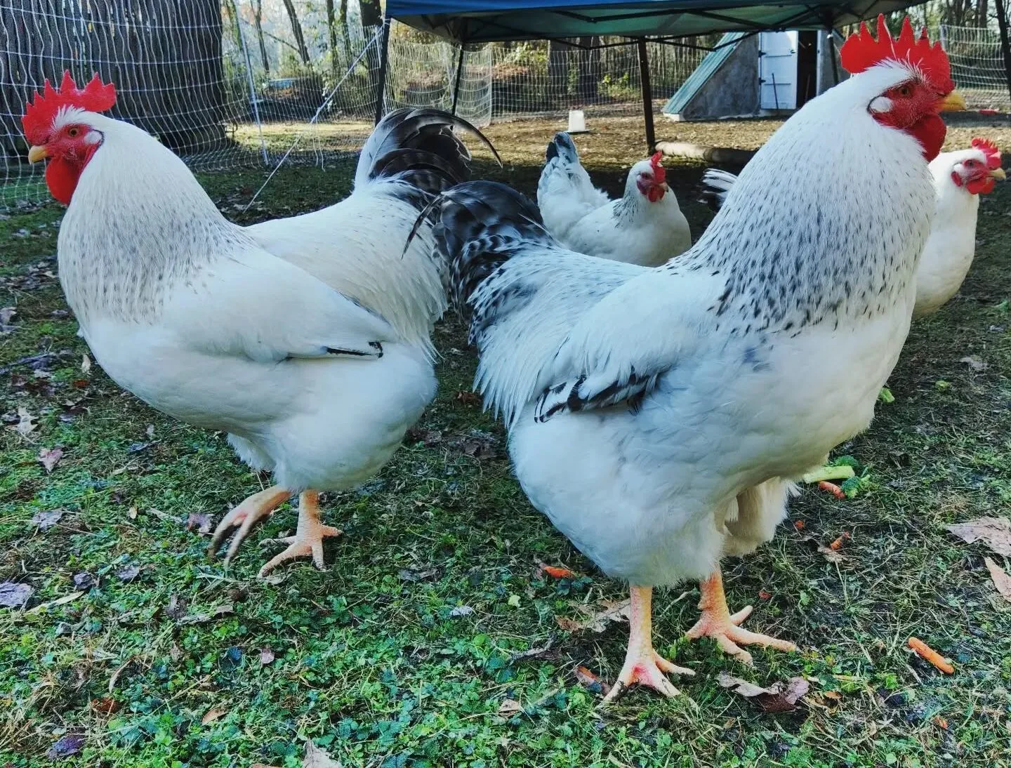 Delaware chickens in yard