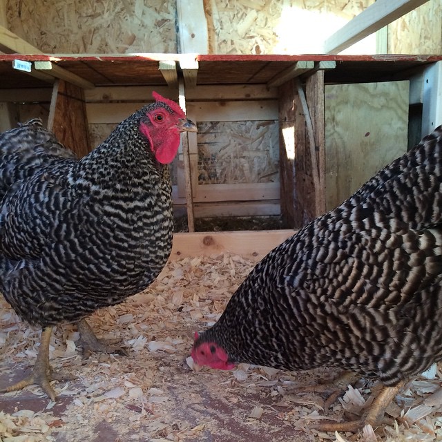 Dominique chickens in coop