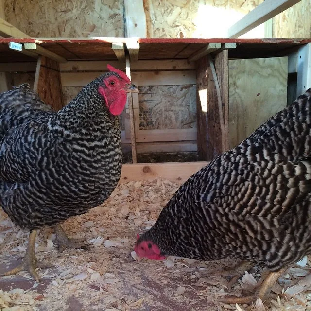 Dominique chickens in coop