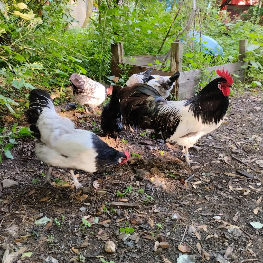 Lakenvelder chickens in garden