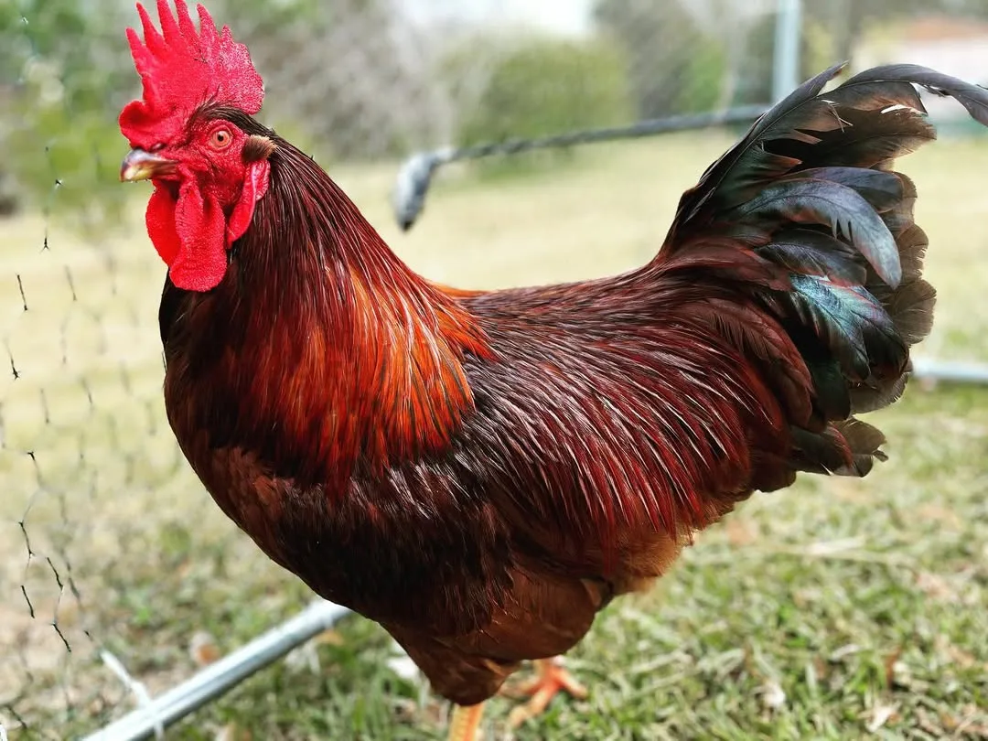 Rhode Island Red rooster in run