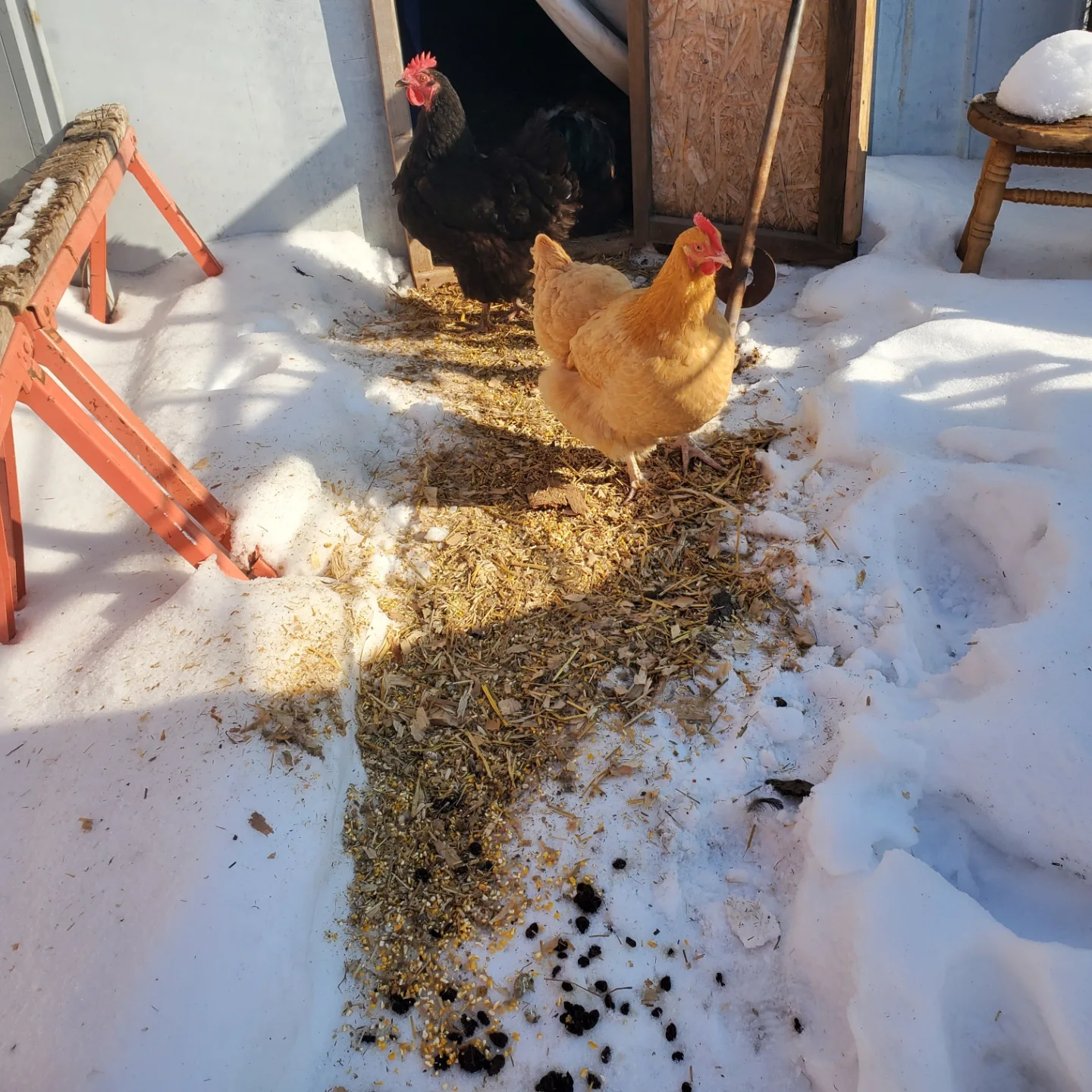 chickens coming out of coop in winter