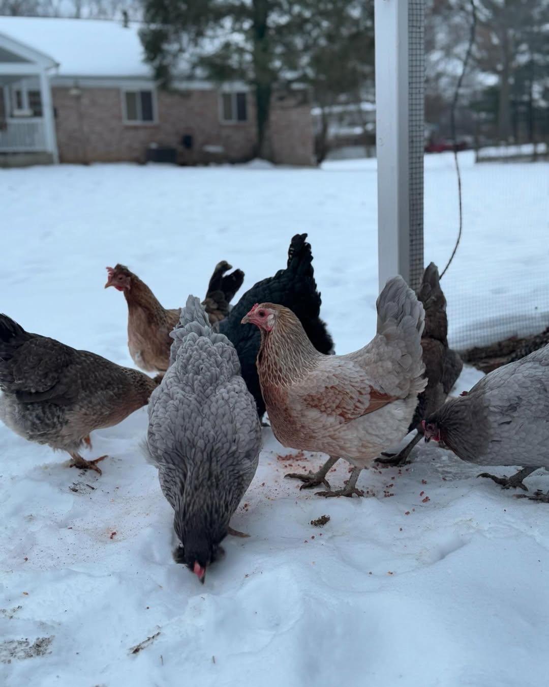chickens foraging outdoors in winter