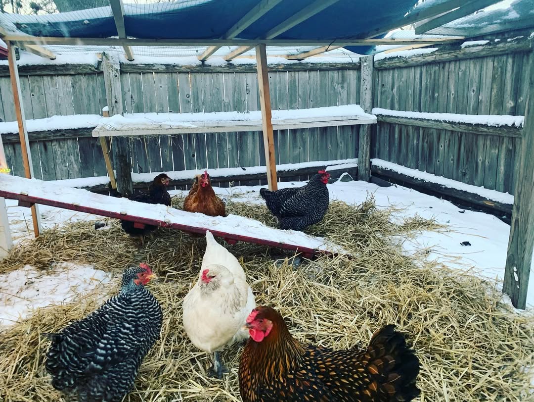 chickens in run in winter