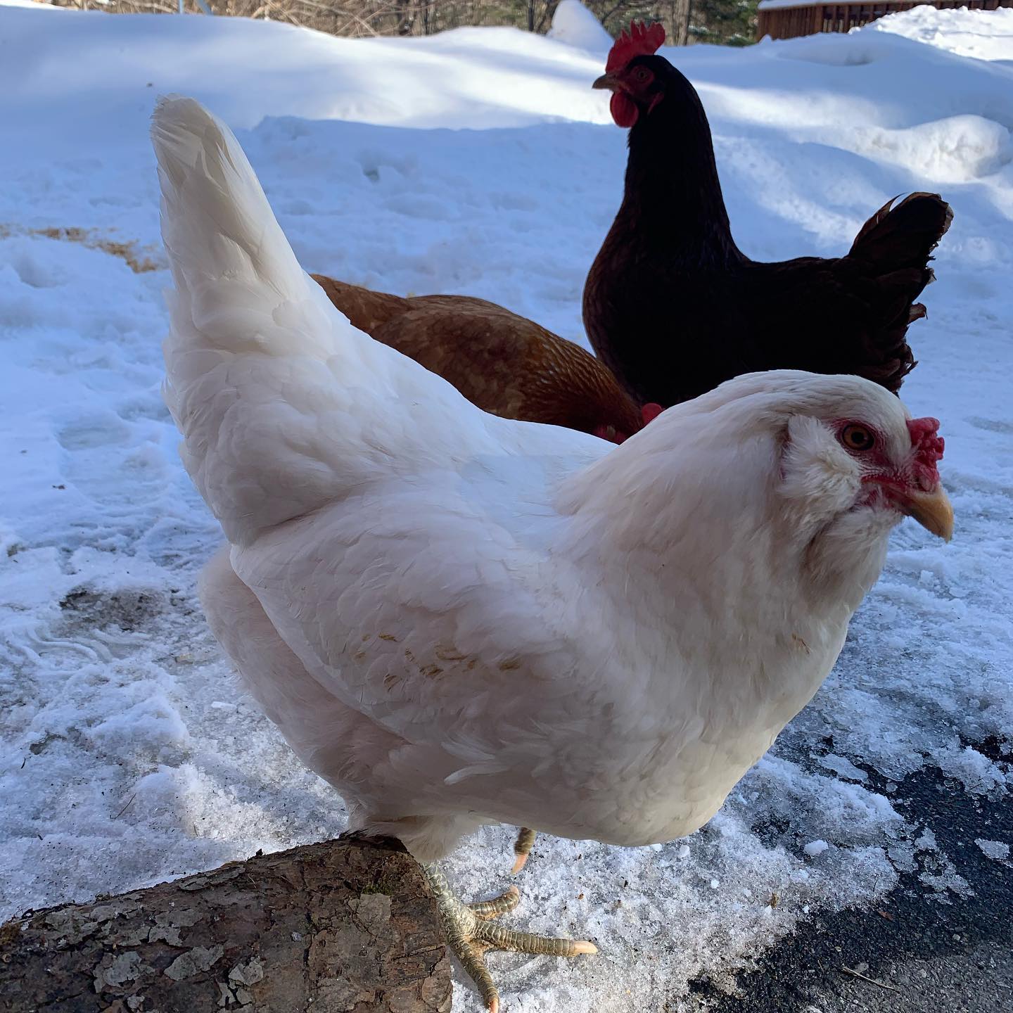 chickens walking in cold climate