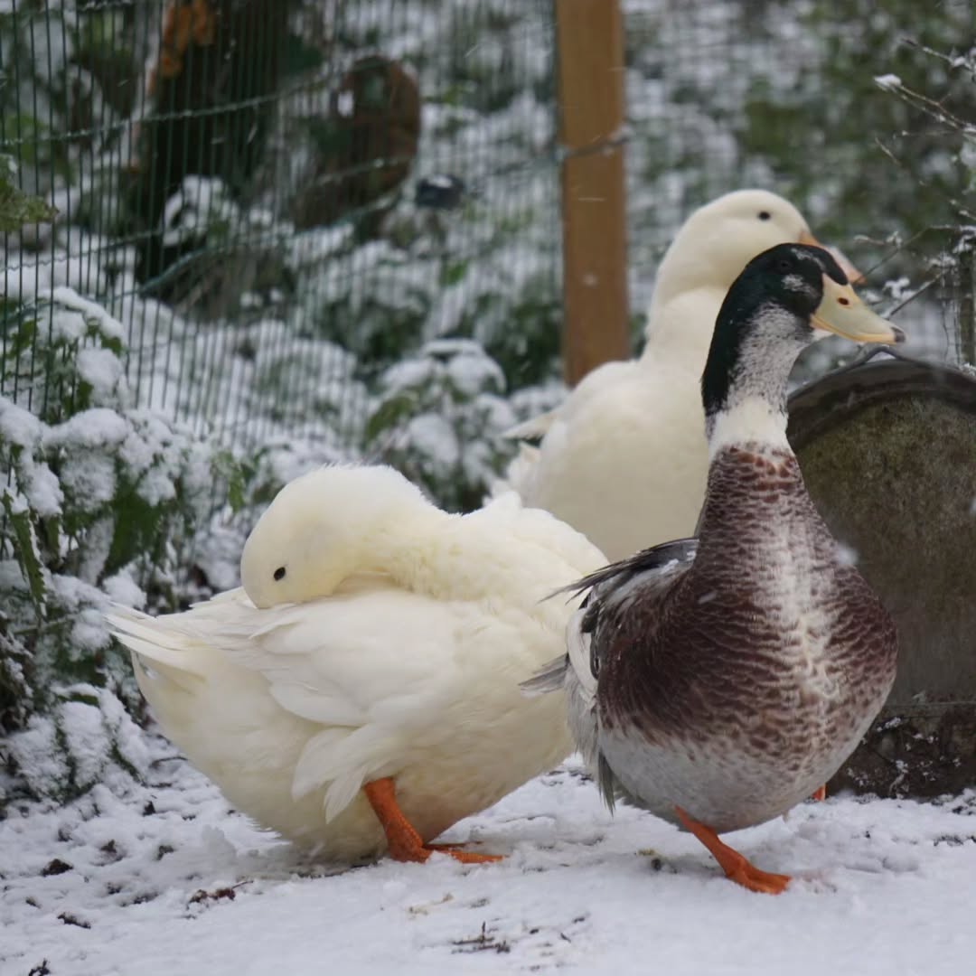 duck run in winter