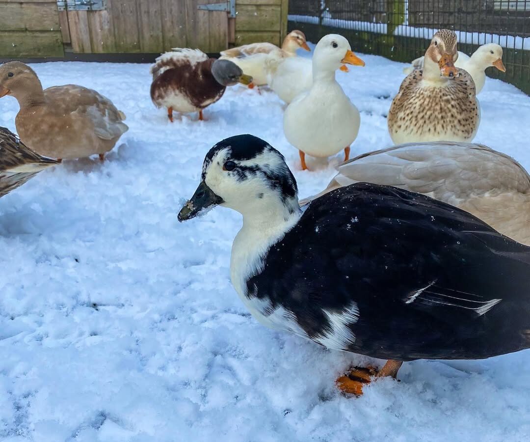 ducks foraging outside in winter
