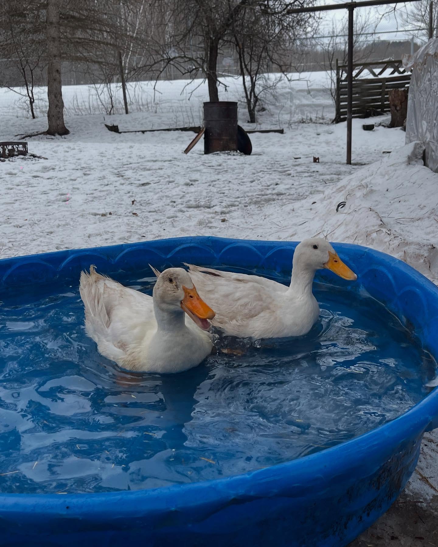 ducks in the water tub in winter
