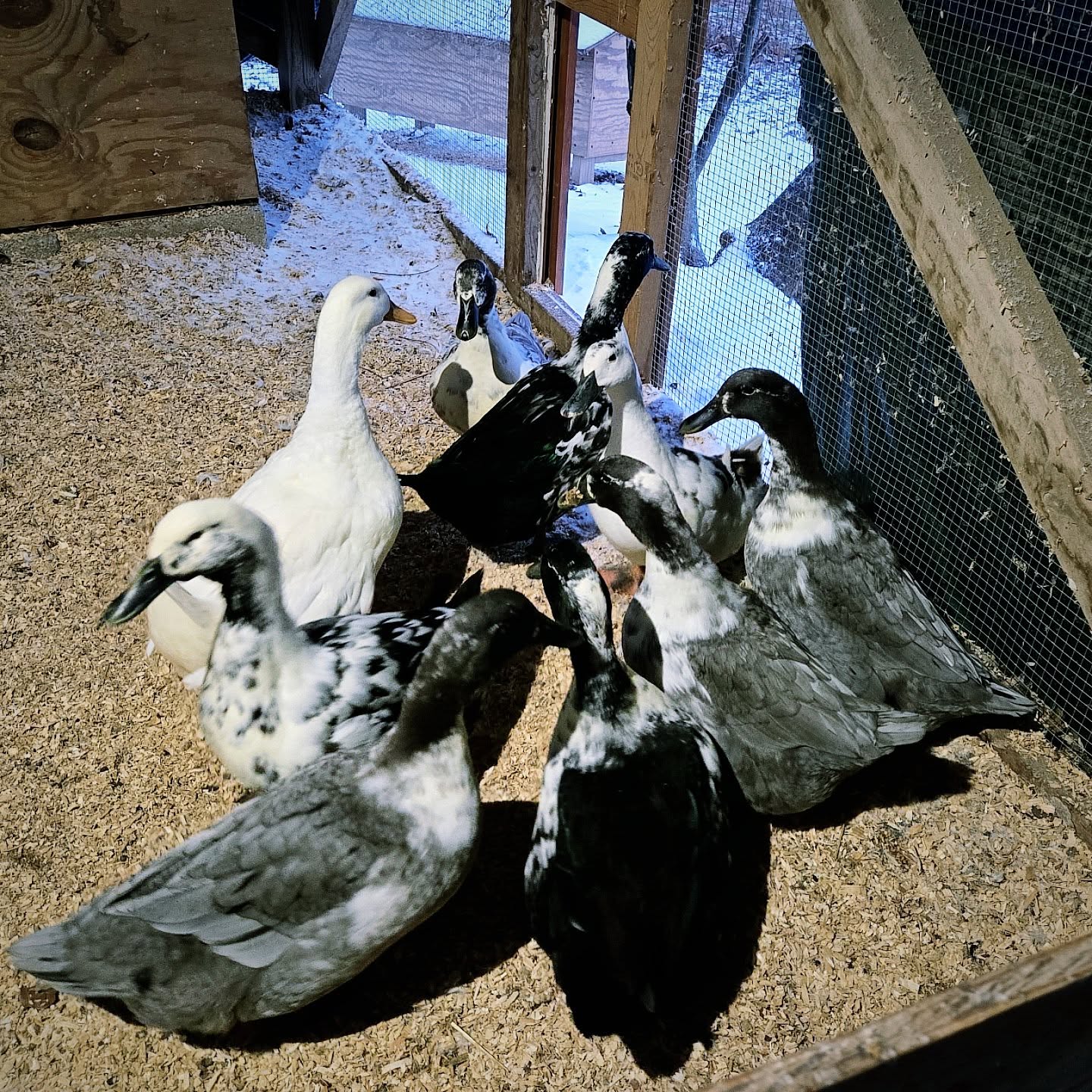 ducks in their coop in winter
