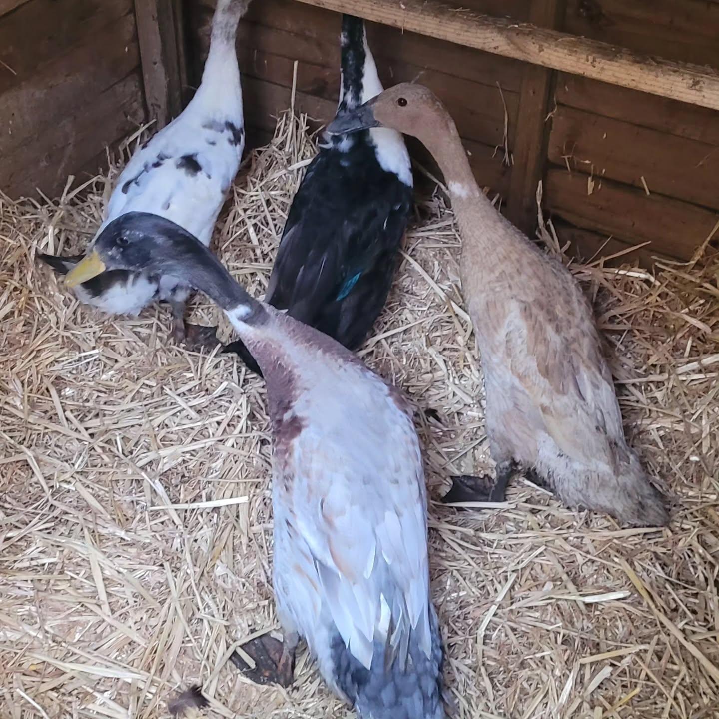 ducks indoors in winter