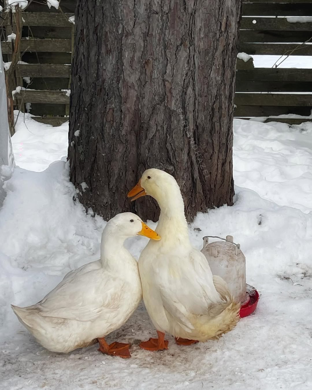 ducks on the snow outdoors