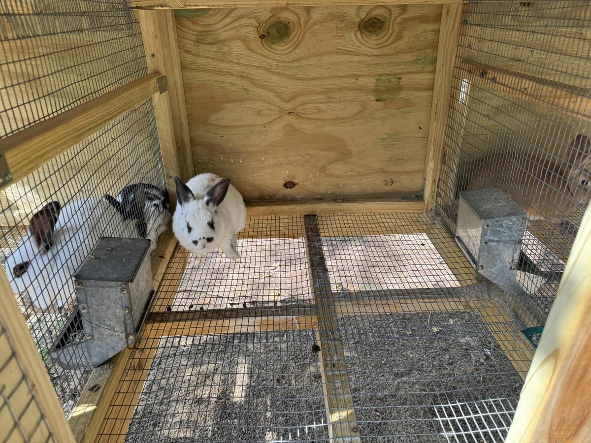 elevated rabbit hutch