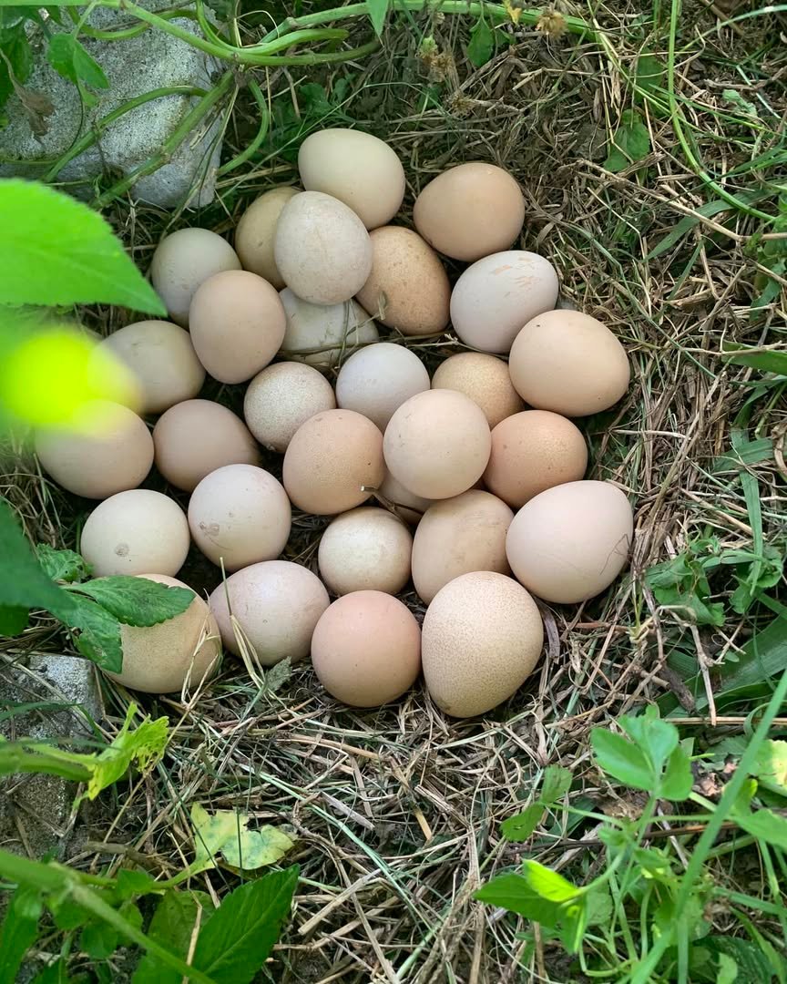 guinea fowl eggs