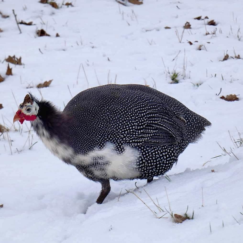 guinea fowl in snow