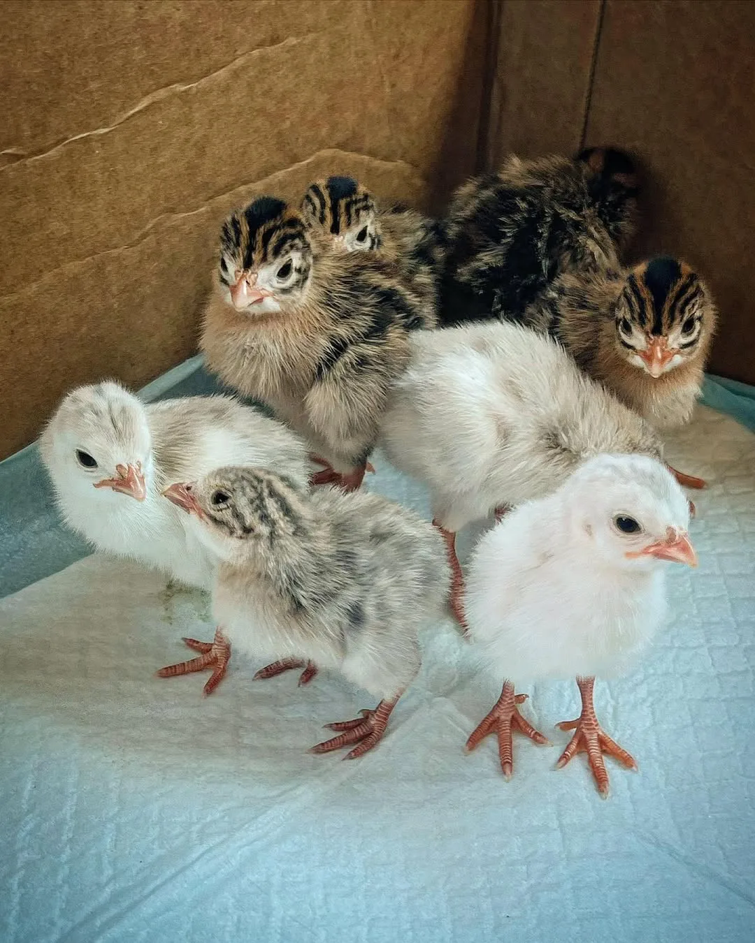 guinea fowl keets in the brooder