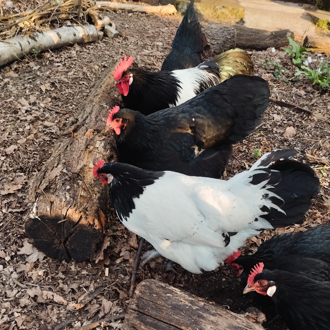 heritage chicken breeds on homestead