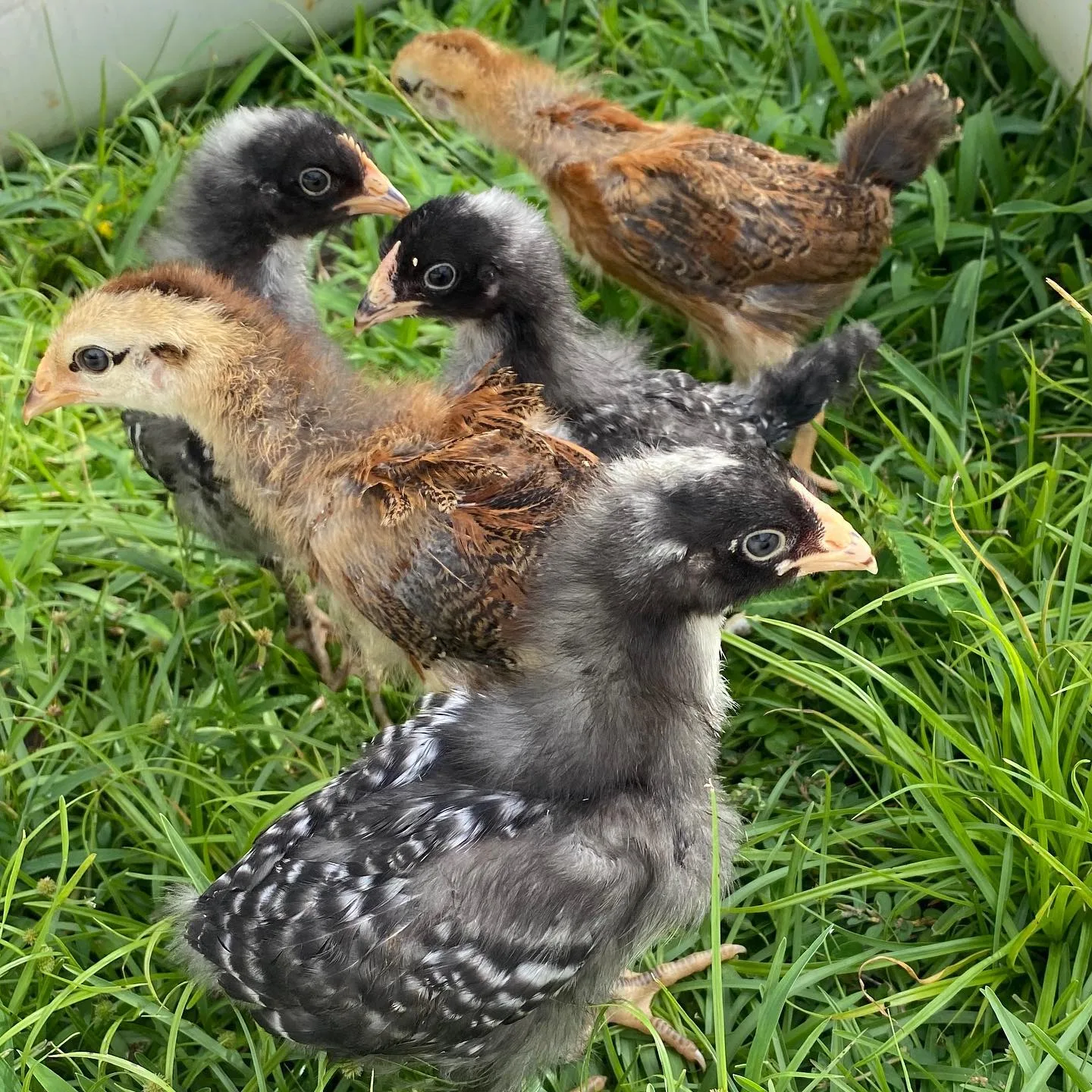 heritage chicken chicks