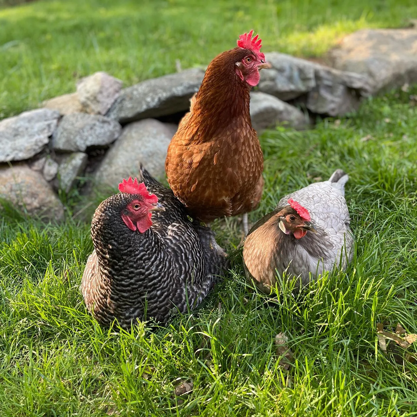 heritage chickens outdoors