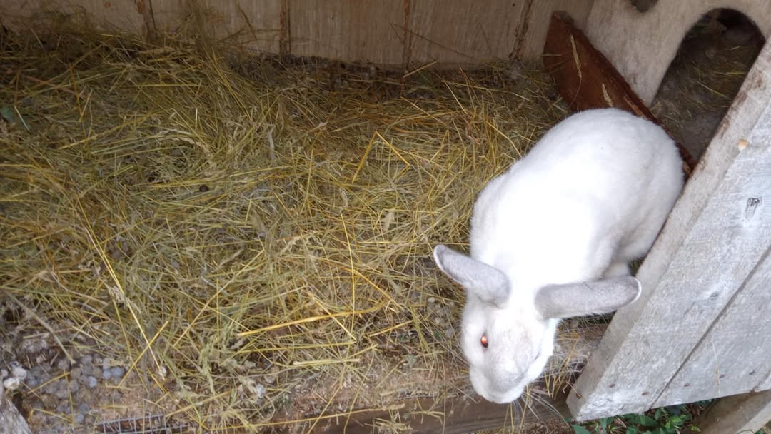 rabbit bedding of straw