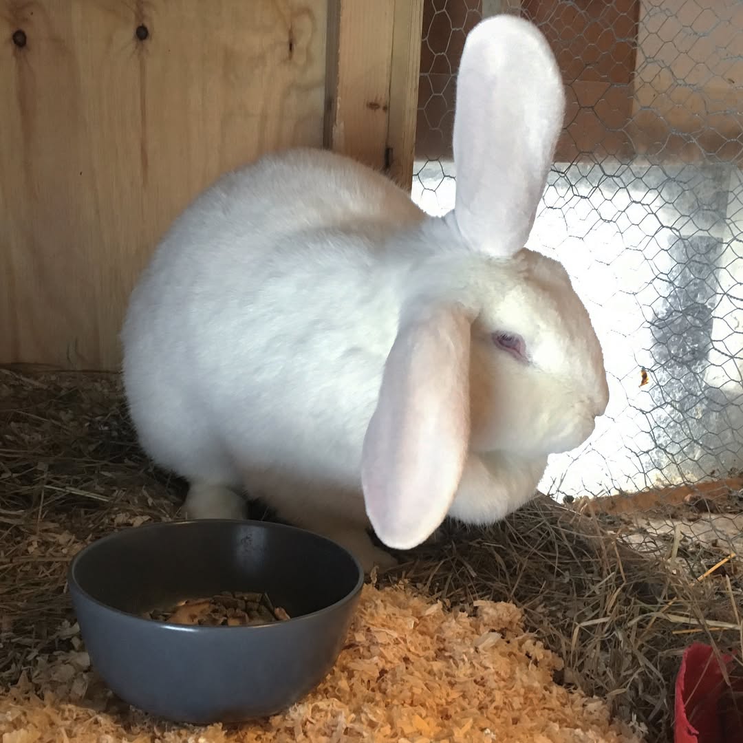 rabbit with food bowl