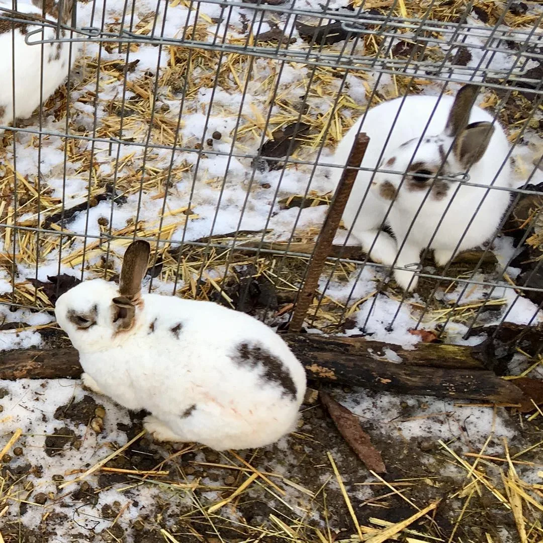rabbits playing outside hutch