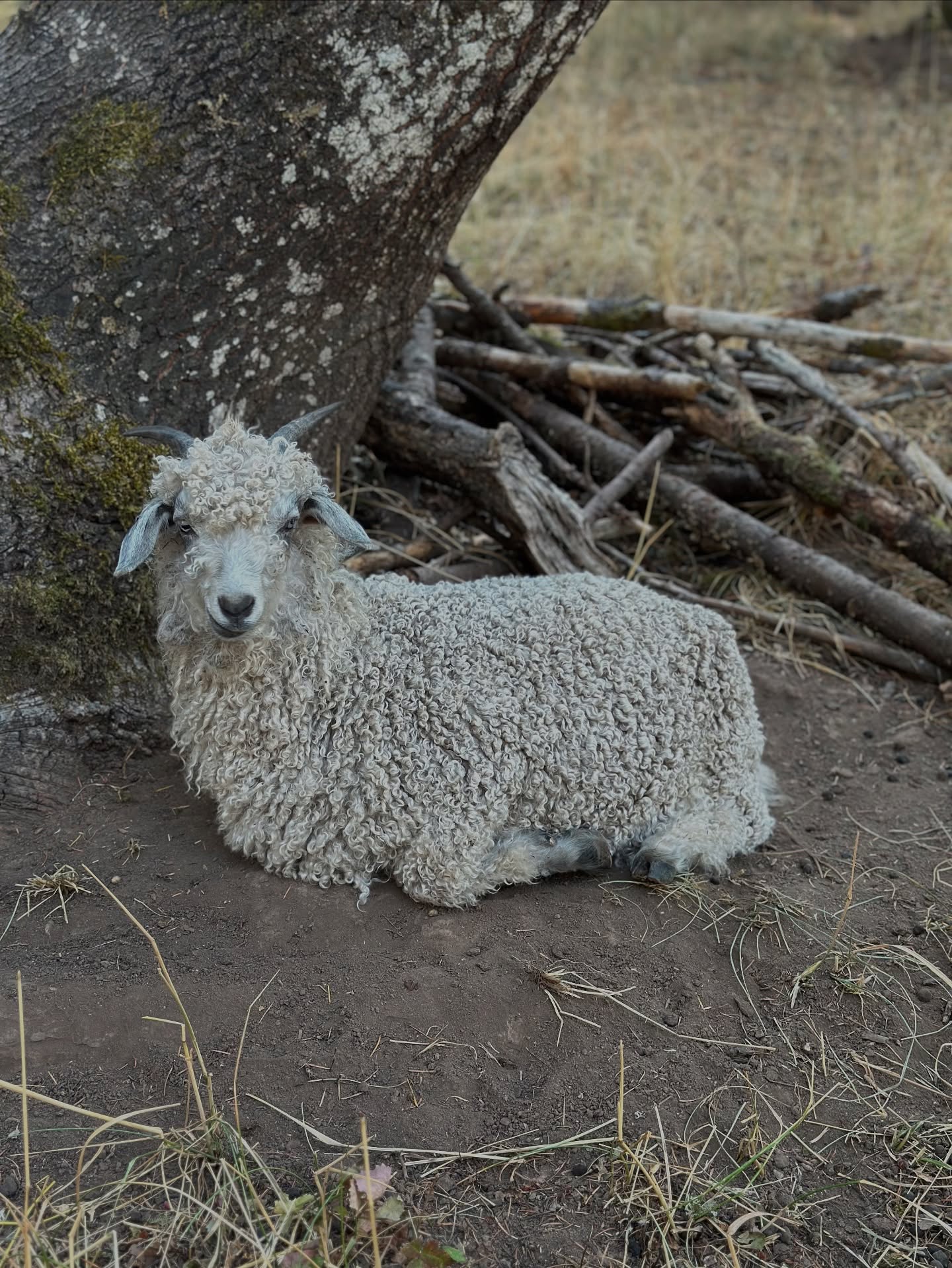 Angora Goat sitting under tree