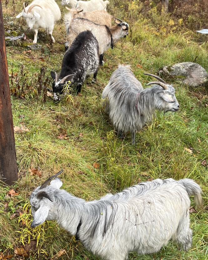 Cashmere Goats pasturing on the hilly terrain