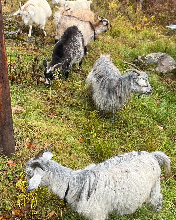 Cashmere Goats pasturing on the hilly terrain