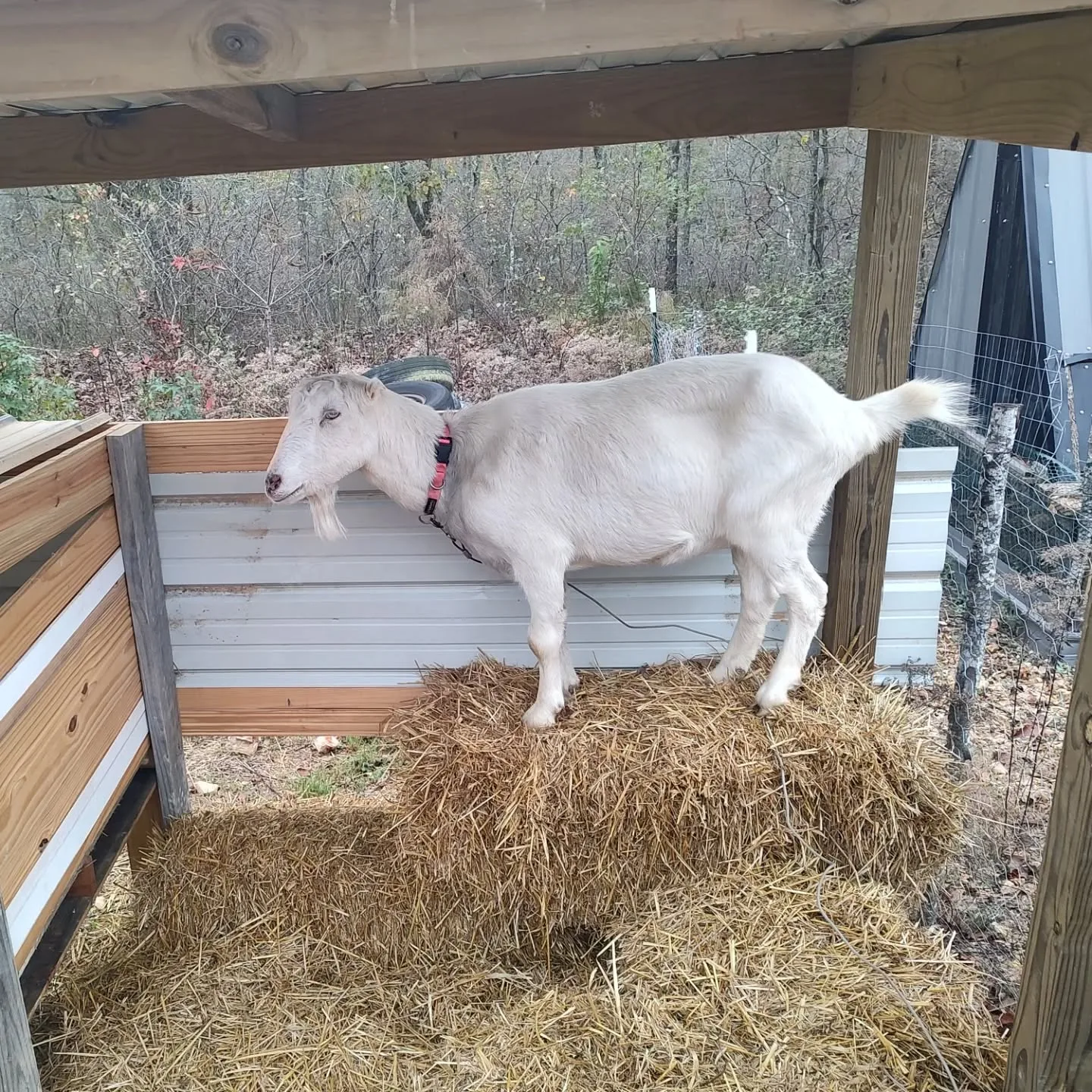 LaMancha Goat under shed