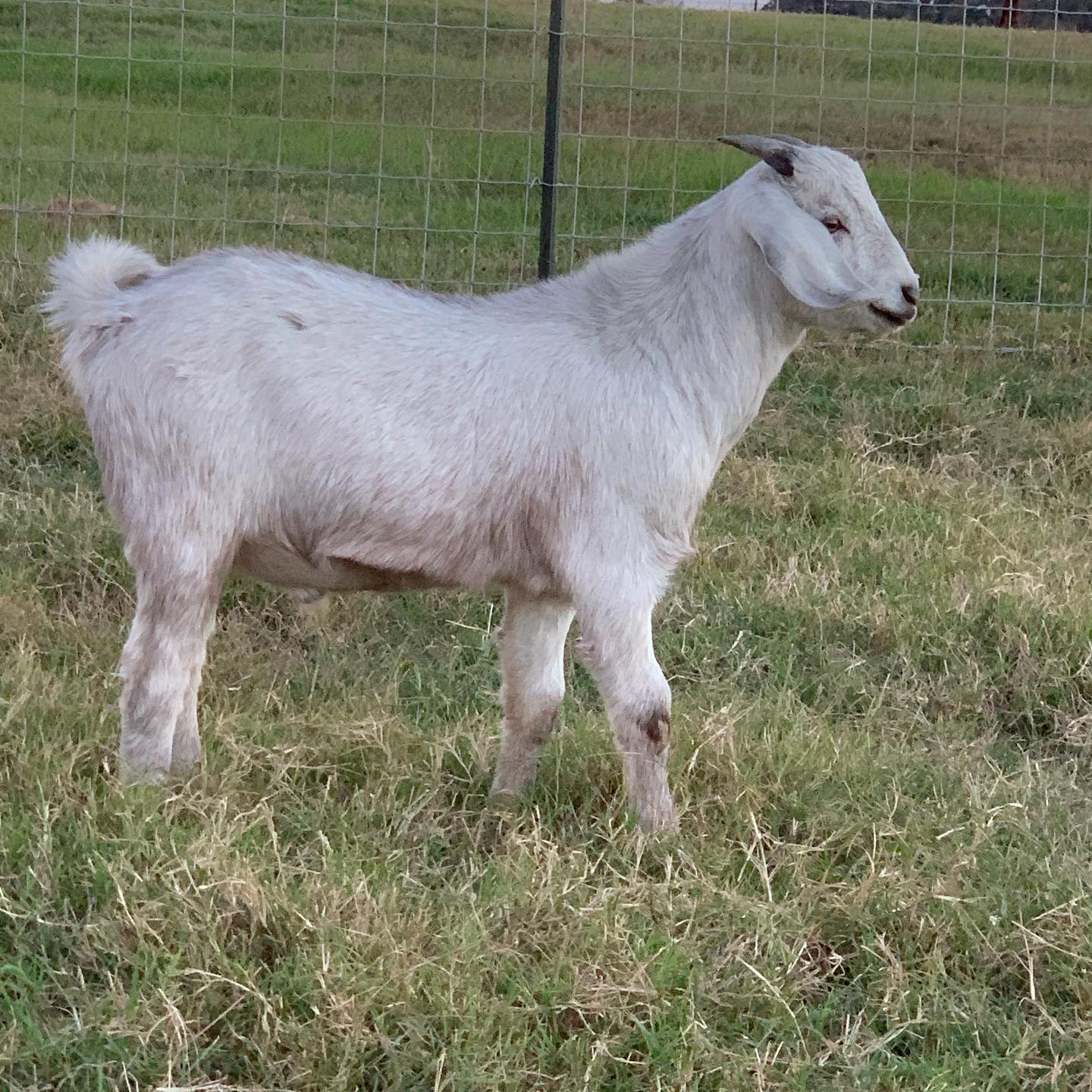 Savanna Goat under fence