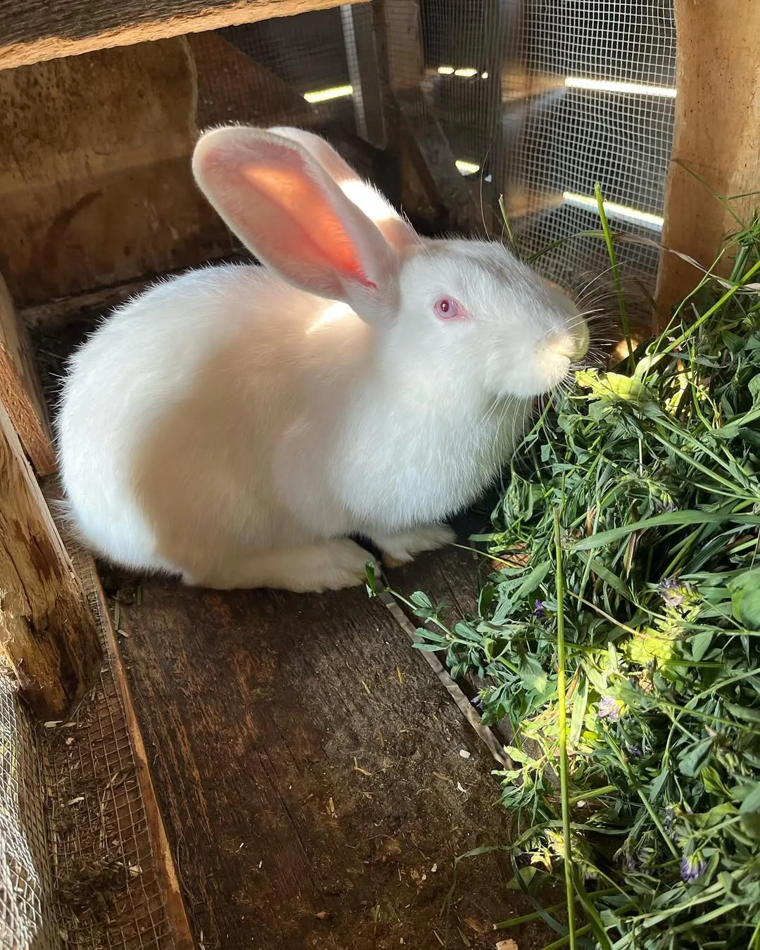a rabbit eating grass