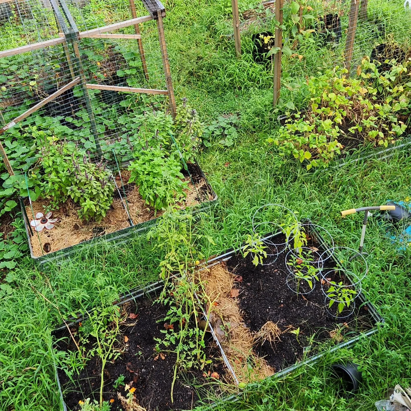 backyard garden
