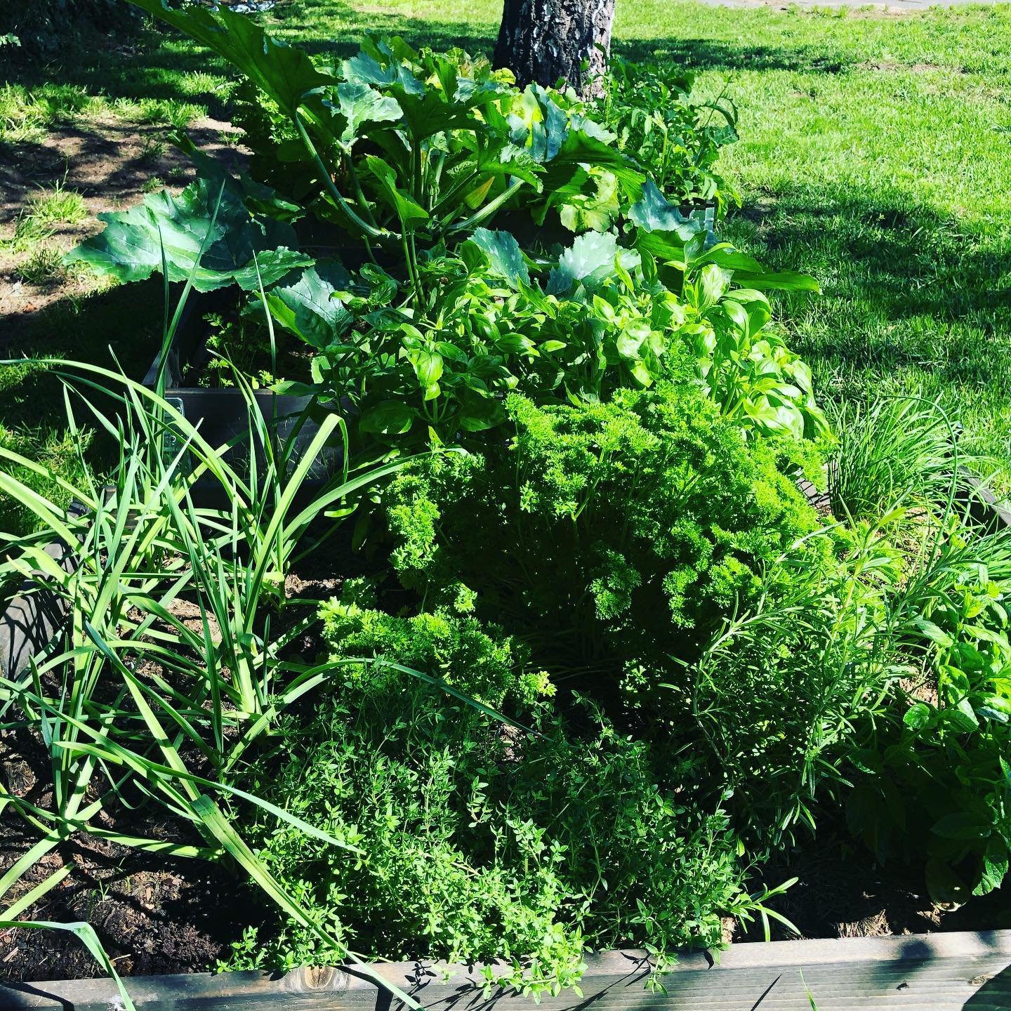 backyard vegetables