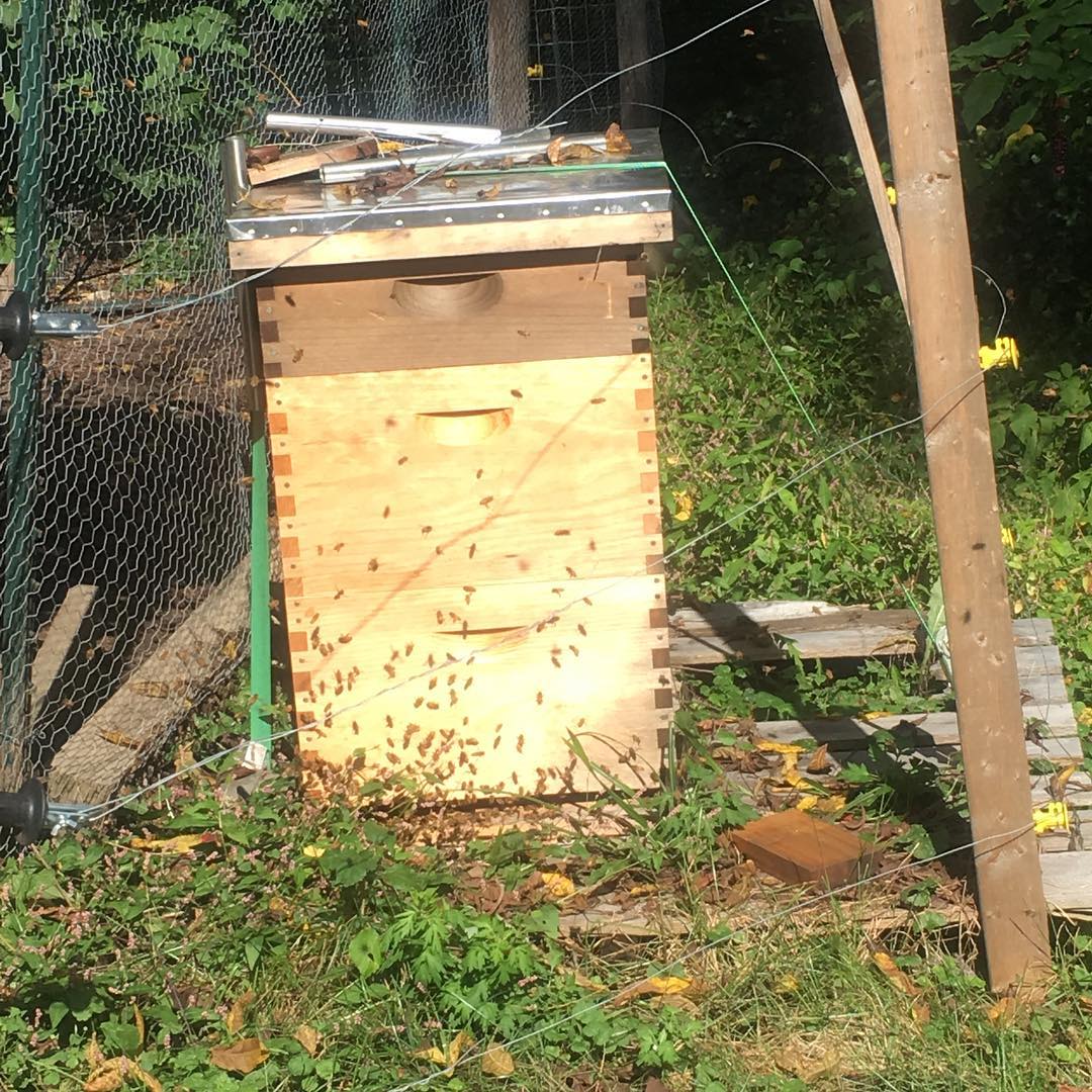 beehive in backyard