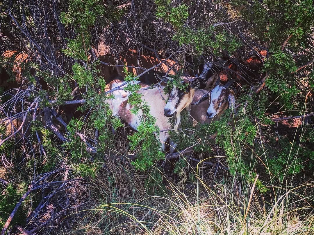 brush goats in the wood like area
